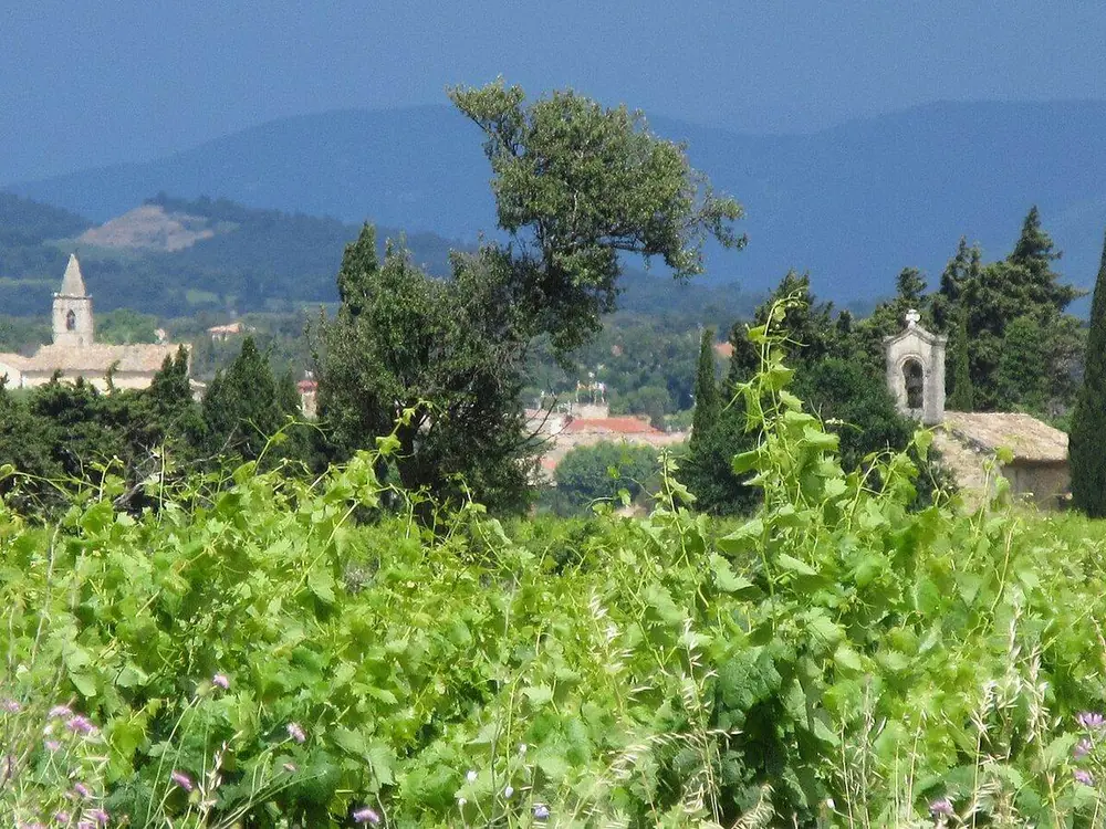 Le clocher de l'église de Tulette au-delà des vignes